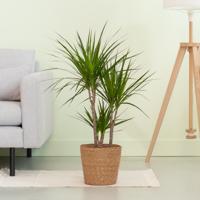 Dracaena Marginata - Drakenbloedboom - P21 - thumbnail