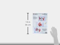 Olympia Lamineerfolie DIN A4, DIN A5, DIN A6, 95 x 60 mm 80 micron 1 set(s) - thumbnail