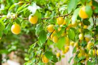 Patio pruimenboom - thumbnail