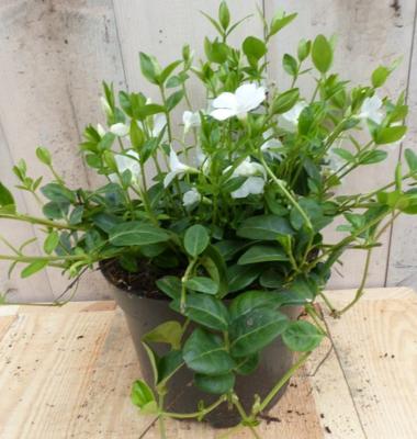 3 stuks! Vinca Minor wit Kleine maagdenpalm Warentuin Natuurlijk - Warentuin natuurlijk