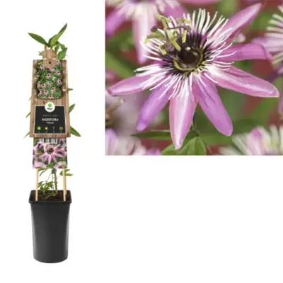 Klimplant Passiflora Victoria 75 cm Passiebloem Van der Starre - Van der starre