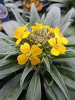 Steenraket - thumbnail