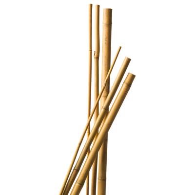 Bamboestok naturel H60cm dia. 6-8mm set a 10 stuks Nature - Nature