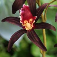 Dendrobium Kunst Orchidee 92cm Burgundy - thumbnail