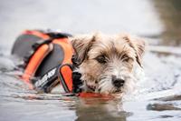 JK9®Multivest - Maat S - thumbnail