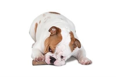 Petstages dogwood durable stick - thumbnail