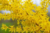 Chinees klokje - thumbnail