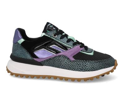 Floris van Bommel NOPPI 36.13 - alle