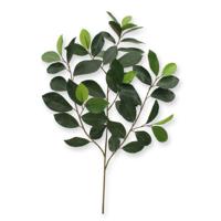 Ficus Compact Tak x 52 FR - thumbnail