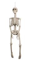 Decoratie Skelet 92cm - thumbnail