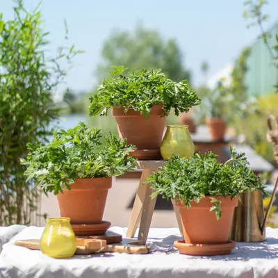 Citroengeranium Trio - Anti-muggenplant - P11 Citroengeranium Trio - Anti-muggenplant - P11