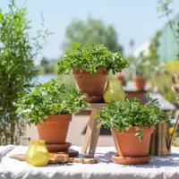 Citroengeranium Trio - Anti-muggenplant - P11 - thumbnail