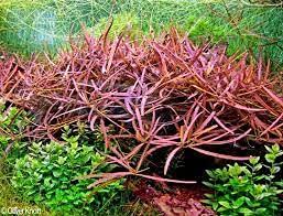 Mix waterplanten in ovale vijvermand (3 stuks) Mix waterplanten in ovale vijvermand (3 stuks)