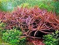 Mix waterplanten in ovale vijvermand (3 stuks) - thumbnail