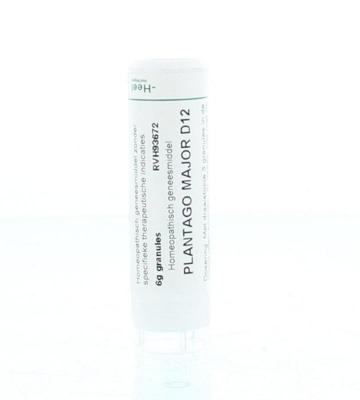 Homeoden Heel Plantago major D12 6 Gram