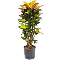 Croton iceton M hydrocultuur plant - thumbnail