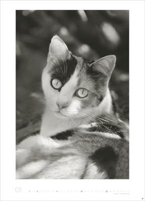 Katten Kalender 2026 XL