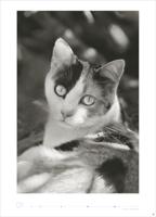 Katten Kalender 2026 XL - thumbnail
