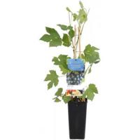 Blauwe druif (vitis vinifera "Boskoop Glory") fruitplanten - thumbnail