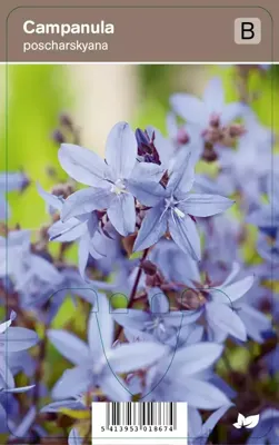 Vips Campanula poscharskyana - klokjesbloem