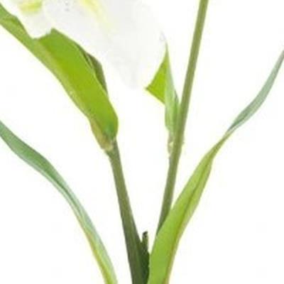 Lilium spray Jakarta cream 53 cm kunstbloem Erutan Avon - Erutan avon