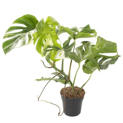 Monstera Variegata (veel wit) - P 19 cm