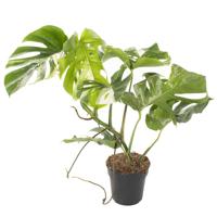 Monstera Variegata (veel wit) - P 19 cm - thumbnail