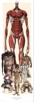 Poster Attack on Titan - 53x158cm - thumbnail
