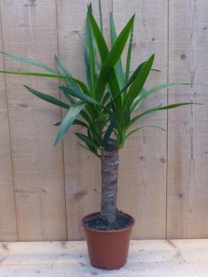 Palmlelie Yucca Elephantipes potmaat 14 cm H40-60 cm 1 stam kamerplant Warentuin Natuurlijk - Warentuin natuurlijk