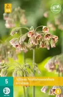 Bloembol Allium Nectaroscordum Siculum 5st - thumbnail