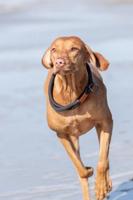 TRIXIE HALSBAND HOND BE NORDIC SLIP HALSBAND DONKERGRIJS / BRUIN 45X0,8 CM - thumbnail