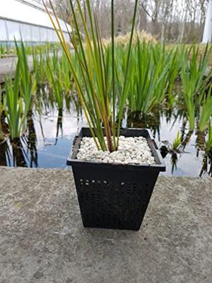 Superfish Vijvermandje 35x35cm - Stevig & Fijnmazig, Ideaal voor Water- & Zuurstofplanten - thumbnail