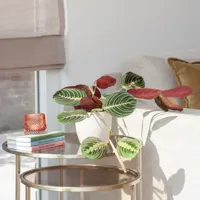 Maranta Leuconeura Fascinator Tricolor - Gebedsplant - P12 - thumbnail