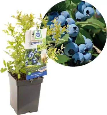 Bessenstruik Vaccinium corymbosum Bluecrop - Blauwe bes 18cm