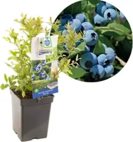 Bosbes (vaccinium corymbosum "Bluecrop") fruitplanten - In 5 liter pot - 1 stuks - thumbnail