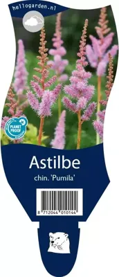 Astilbe chinensis Pumila Samplant - Samplant
