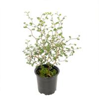 Sophora Prostrata 'Little Baby' - 11 cm - thumbnail