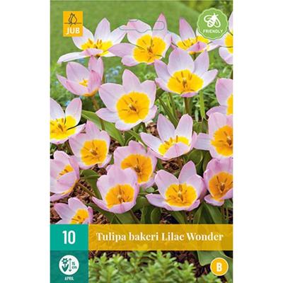 Tulp bakeri lilac wonder 10 bollen