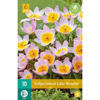 Tulp bakeri lilac wonder 10 bollen - thumbnail