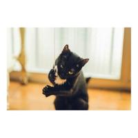 Kattenwand Gloria Gaudí Hout Pompon (6 cm) - thumbnail