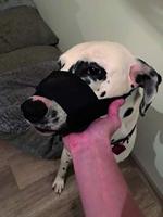 YAGO Museliere nylon zwart voor grote hond, snuitpartij met ademend en verstelbaar net - thumbnail