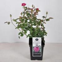 Grootbloemige roos (rosa "Blackberry Nip"®) - C5 - 1 stuks - thumbnail