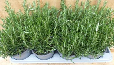 Kruiden Rozemarijn 8 potjes in tray Warentuin Natuurlijk - Warentuin natuurlijk