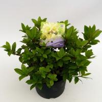 Dwerg rododendron (Rhododendron "Princess Anne") heester - thumbnail