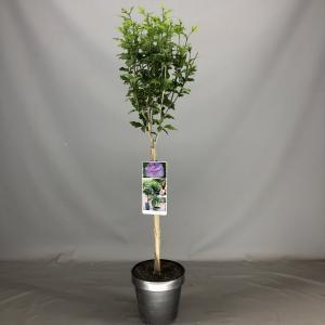 Hibiscus syriacus Lavender Chiffon op stam - 3 stuks