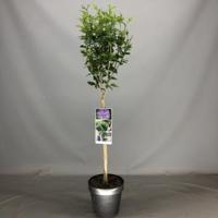 Hibiscus syriacus Lavender Chiffon op stam - 3 stuks - thumbnail