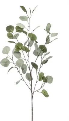 Eucalyptus