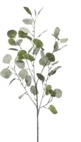 Eucalyptus - thumbnail