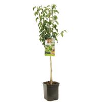 Perenboom Pyrus Communis Conference - Handpeer - thumbnail