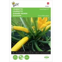 Courgette Gold Rush F1 - thumbnail